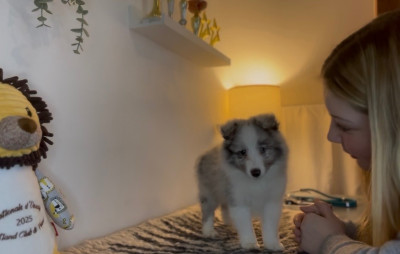 Étalon Shetland Sheepdog - All eyes on me Des Truffes De L'Ouest
