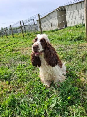 Étalon Cocker Spaniel Anglais - Vocca Ar Ti Marellek