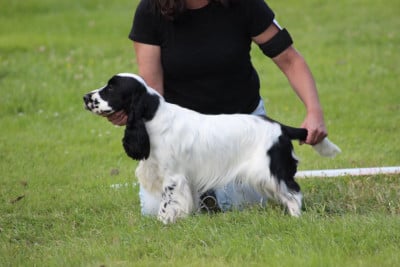 Étalon Cocker Spaniel Anglais - white maple cross Sea Romance (Spike)
