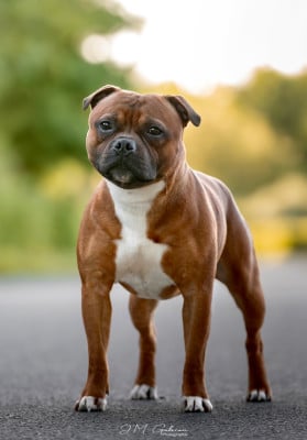 Étalon Staffordshire Bull Terrier - Vicious Bumblebee Of Infinity Dream s Empire Of Infinity Dream’s Empire