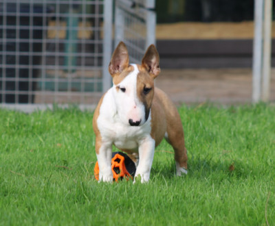 Étalon Bull Terrier Miniature - Anadenn Du Domaine Des Démons Bretons