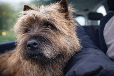 Étalon Cairn Terrier - Viva victoria du domaine de kerallan