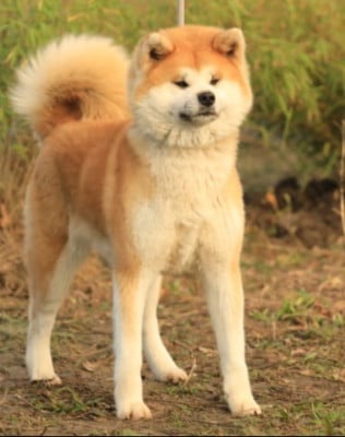 Étalon Akita - ULMA Of Kaerizaki