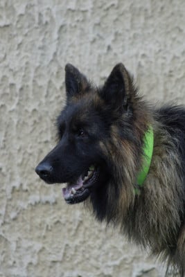 Étalon Berger Allemand - Venato Casa De Nall