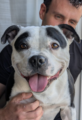 Étalon Staffordshire Bull Terrier - Running outta Moonlight Of Suprême Staffy's