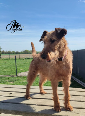 Étalon Irish Terrier - galahad's guardian Peppy Pansy