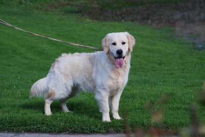 Étalon Golden Retriever - unik du Domaine D'ambroise