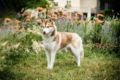 Étalon Siberian Husky - Erendil Scintilla Valkyria Victoria