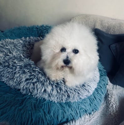 Étalon Bichon Frise - Troika d'alain pour l'autre