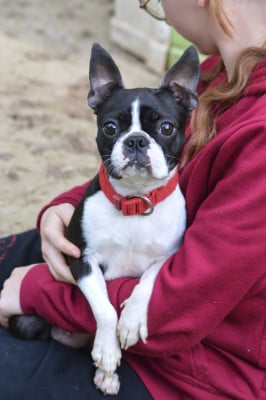 Étalon Boston Terrier - Vérité De La Colline Aux Crocs D'or