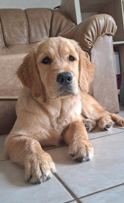Étalon Golden Retriever - Back to me Lyla Du Val Chantellois