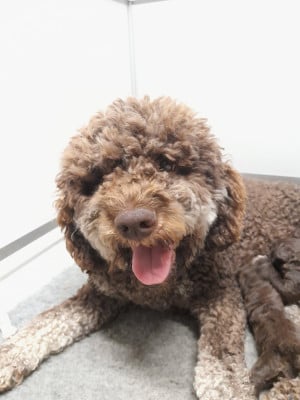 Étalon Lagotto Romagnolo - vivy Des Perles Du Quercy
