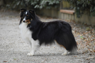Étalon Shetland Sheepdog - Apocalypse Now du Domaine du Carpé