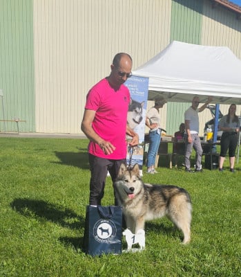 Étalon Alaskan Malamute - Souvenir Of Sitka's WOODY WALL-E