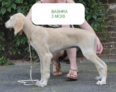 Étalon Saluki - Al Hfifa Saluk Bashra