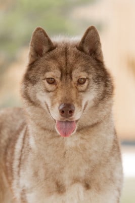 Étalon Siberian Husky - HOLLYPEK'S COVER ME IN SUNSHINE