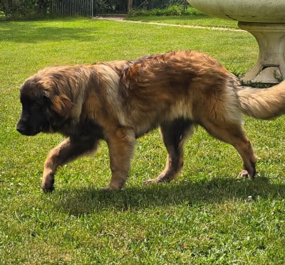 Étalon Leonberger - Angie Des Terres De Beauregard