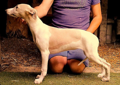Étalon Whippet - Bb Love du castel minervois