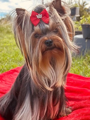 Étalon Yorkshire Terrier - Azul de L Eden Royal de l'Eden Royal