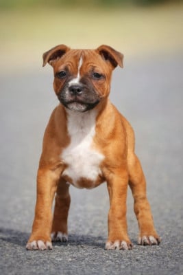 Étalon Staffordshire Bull Terrier - Be Like You Forever Of Heart's Ghosts