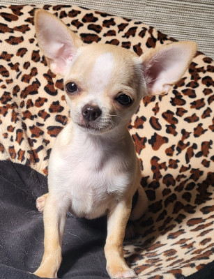 Étalon Chihuahua - Du Chêne Brisé Blade Storm