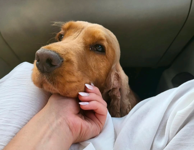 Étalon Cocker Spaniel Anglais - Penny Majalis Rosae