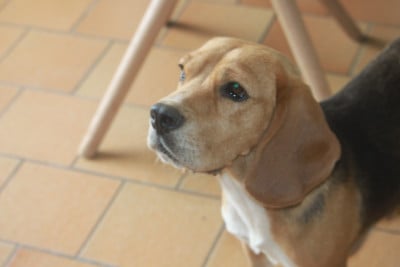 Étalon Beagle - Una Flora de la Magie de l'Argoat