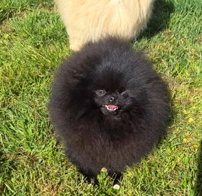 Étalon Spitz allemand - Vvin My Miss Mon Amour De Pomeranien