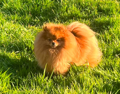 Étalon Spitz allemand - Vvillow Mon Amour De Pomeranien