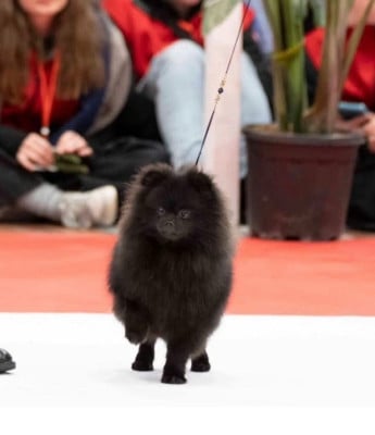 Étalon Spitz allemand - farhana v jannat v jannat very-black girl