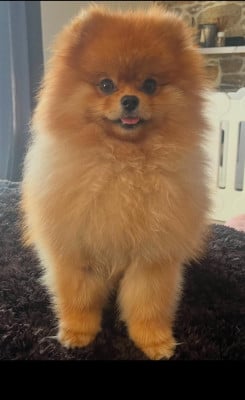 brad pitt Mon Amour De Pomeranien