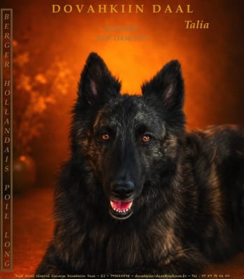Étalon Berger hollandais - TALIA Dovahkiin Daal