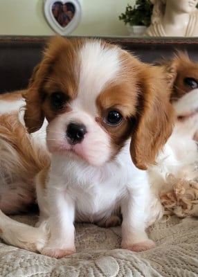 Étalon Cavalier King Charles Spaniel - Big badaboum du domaine de machrisor
