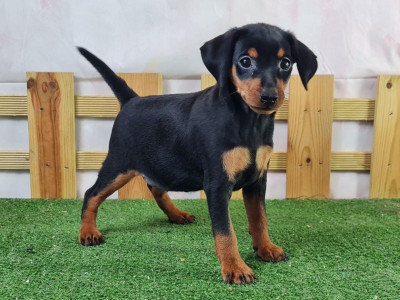 Étalon Pinscher nain - Vendetta du mont de la chenaie