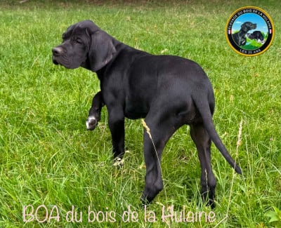 Étalon Pointer - BOA du bois de la Hulaine