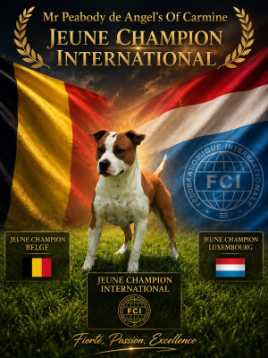 Étalon American Staffordshire Terrier - Int. J.Ch/Lux. J.ch. A Mr Peabody de Angel's of Carmine
