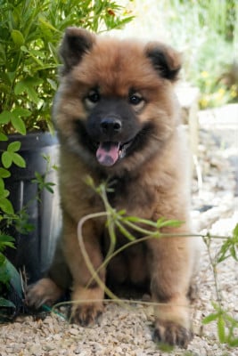 Étalon Eurasier - Boréal Shadow (Sans Affixe)