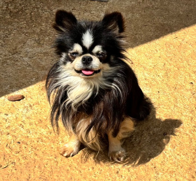 Étalon Chihuahua - TEDDY BEAR De La Contrée Des Elfes