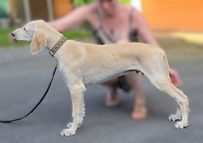 Étalon Saluki - Al Hfifa Saluk Bashra