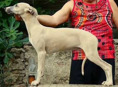 Étalon Whippet - Billy Aidol du castel minervois