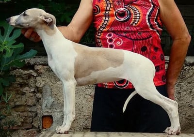 Étalon Whippet - Bb Love du castel minervois