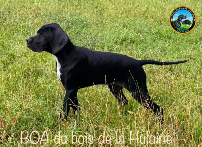 Étalon Pointer - BOA du bois de la Hulaine
