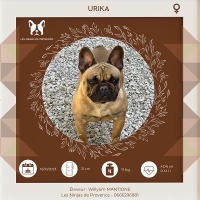 Étalon Bouledogue français - Urika Les Joyaux de la Vallee