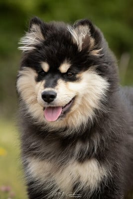 Étalon Chien finnois de Laponie - Lappehjertets Tähti Sansa