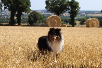 Étalon Shetland Sheepdog - Apple black du Cèdre Enchanté