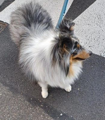 Étalon Shetland Sheepdog - Vanora Jone's verdi
