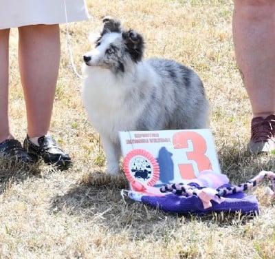 Étalon Shetland Sheepdog - All eyes on me Des Truffes De L'Ouest