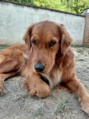 Étalon Golden Retriever - Ariette Du Bois Chenes Tauzains