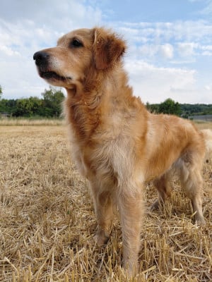 Étalon Golden Retriever - Siena Du Bois Chenes Tauzains