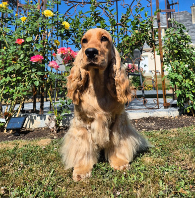 Étalon Cocker Spaniel Anglais - Ahsoka  Du Domaine De Diane
